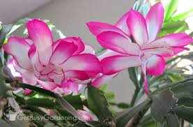 Christmas cactus is one of the most favorite holiday succulents. Holiday Cactus Care Care Tips For Growing Your Holiday Cactus