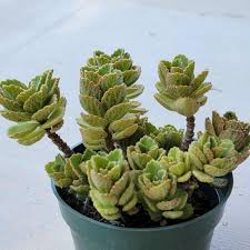 Image result for Plectranthus elegans