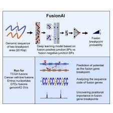 FusionAI: Predicting fusion breakpoint from DNA sequence with deep learning  - ScienceDirect