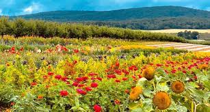 23 n braddock st, winchester, va 22601, usa. Cut Your Own Flowers At Catoctin Mountain Orchard In Maryland