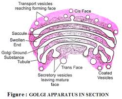 In plants golgi bodies are called. Golgi Complex Biology Knowledgeuniverseonline Com