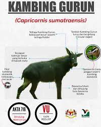 What does kambing gurun mean in malay? Mari Kenali Jabatan Perhilitan Semenanjung Malaysia Facebook