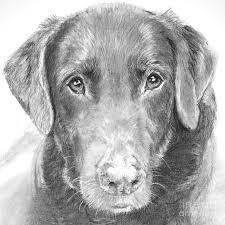Chocolate Lab Sketched In Charcoal By Kate Sumners Charcoal Drawing Charcoal Drawing Animals Dog Drawing