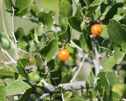 Hackberry real estate market conditions. Shrub Selection Guide C D Spadefoot Nursery