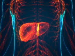 Possiamo sopravvivere senza la cistifellea o senza lo stomaco, ma se il fegato non funziona a dovere, l'intero organismo si trova in grossi guai. Cirrosi Epatica Cause E Sintomi Paginemediche