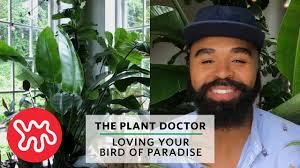 Try moving your plant to a brighter location. Loving Your Bird Of Paradise The Plant Doctor Youtube