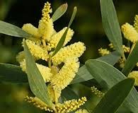 Image result for Aeschynomene glauca