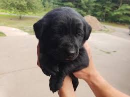 Labrador retriever 101 owner's guide is the ultimate solution View Ad Labrador Retriever Litter Of Puppies For Sale Near Wisconsin Cadott Usa Adn 92859