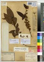 Image result for Baphia bequaertii