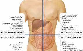 Quadrants divide our bodies into regions for diagnostic and descriptive purposes. Abdominal Quadrants Labeled 1 4f Abdominopelvic Regions Medicine Libretexts What Is The Region Labeled 2 Alyshae Blush