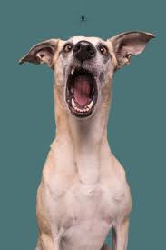 Property photography · pet · retouching · weddings The Dog Photographer Breaking All The Rules With Irresistible Fujifilm Work On 500px Fujilove Magazine