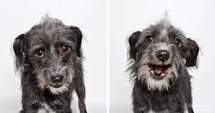 Use the nationwide database of dogs looking for good homes below! Shelter Dog Photobooth Pics Helps More Pups Find Forever Homes 25 Pics Bored Panda