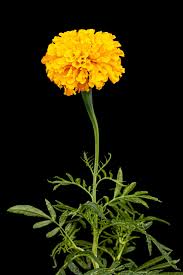 Marigold flower on white premium photo. Marigolds Flowers Featured Content Lovingly