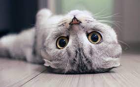 Cute Cats