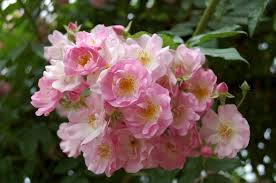 Pin On Climbing And Rambler Roses