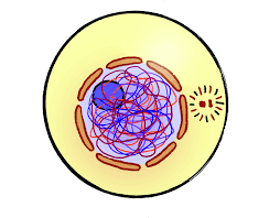 Take a sneak peak at the movies coming out this week (8/12) new movie releases this weekend: 3 2 The Cell Cycle Cell Division Siyavula