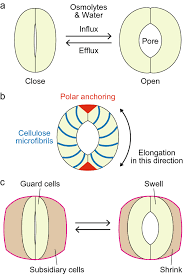 Check spelling or type a new query. Rapid Movements In Plants Springerlink