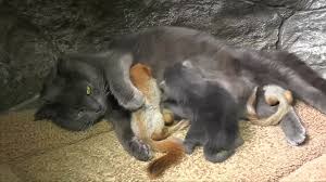 Cute Video Alert Cat Nurses Orphaned Baby Squirrel