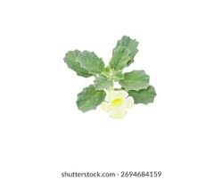 Image result for Pedalium murex