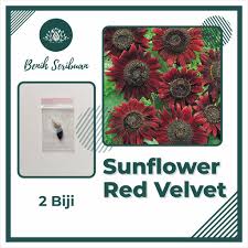 Bunga matahari yang memiliki nama ilmiah helianthus annuus linn ini tergolong tanaman yang mudah untuk ditanam menggunakan bijinya. Harga Bunga Matahari Terbaik Taman Perlengkapan Rumah Juni 2021 Shopee Indonesia