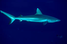 Baby Shark Facts Animals Mom Com