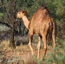 Some people might need a camel for travel, while others might want a camel as livestock. Snipers To Cull Up To 10 000 Camels In Drought Stricken Australia