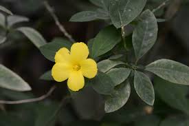Image result for Reinwardtia indica