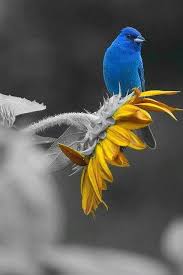 Birds That Start With Blue Pin On Over The Rainbow