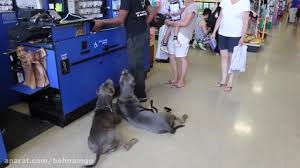 خطرناک قوی ترین سگ دنیا. Ù‡Ù†Ø±Ù†Ù…Ø§ÛŒÛŒ Ø®Ø·Ø±Ù†Ø§Ú© ØªØ±ÛŒÙ† Ùˆ Ù‚ÙˆÛŒØªØ±ÛŒÙ† Ø³Ú¯ Ø¬Ù‡Ø§Ù† Ú©Ù„ÛŒÙ¾ Ø¨Ø±Ú¯Ø±