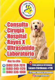 Perro Amarillo Veterinaria Posts Facebook