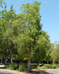 Image result for Brachychiton populneus