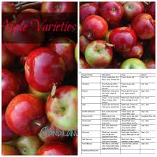 What Types Of Apples Are There Apple Varieties Apple Dessert Recipes Easy