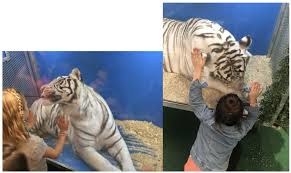 Dette er et utvalg av de som er mest. Big Cat Habitat Gulf Coast Sanctuary Kay Rosaire Clayton Rosaire 911 Animal Abuse