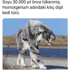 Pala Kediler Olarak Da Adlandirilir Cusseleri Oldugundan Buyuktur Alberteinstein Nicolatesla Pala Kedil Extinct Animals Prehistoric Animals Ancient Animals