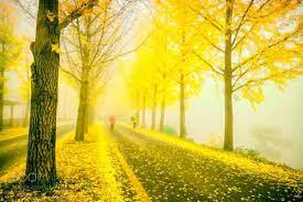 Superb Nature Yellow Fallen Leaves By Thomaskong78 Yellow Road Landscape Photography Photo