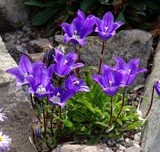 Dwarf Turkish Bellflower Campanula Aucherii Alpine Rock Garden Seed Plants Garden Seeds Rock Garden