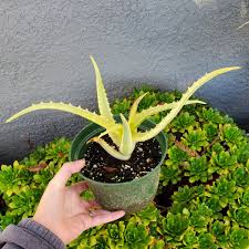 Image result for Aloe arborescens