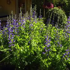 Image result for Justicia australis