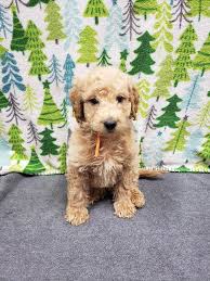 They have a gentle temperament and don't shed hair like a they are located in tamarack ridge, oregon and serve much of the pacific northwest area. Montana Doodles Home Facebook