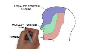 2 Minute Neuroscience Trigeminal Nerve Cranial Nerve V