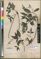 Image result for Pouzolzia guineensis