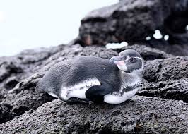 Instead they have to worry about them overheating or being attacked by egg predators. Galapagos Penguins Penguin Pedia