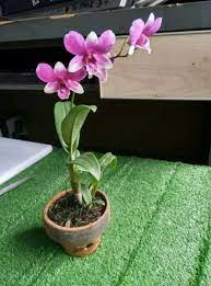 De orchid melayani pembelian via online dengan pengiriman yang fleksibel menggunakan gojek, grab dan lalamove. Tanaman Bunga Anggrek Dendrobium Samudrabibit Com