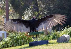 We did not find results for: File Turkey Vulture Jpg Wikimedia Commons