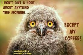 Geetered Coffeefiend Out To Lunch Snowy Owl Owl Owl Species