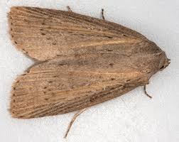 Image result for Chilodes maritima