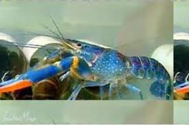 Atau ingin tahu cara membuat aquarium air tawar? Fs Heritage Resources Lobster Air Tawar