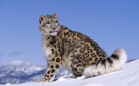 The snow leopard's powerful build allows it to scale great. Snow Leopard Discovery Found In Dna Wildlife Conservation Network