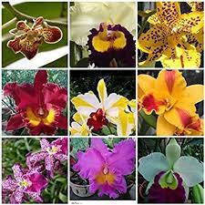 5 Live Orchids 5 Free Planters Cattleya Oncidium Dendrobium Vanda Phalaenopsis Angel S Orchi In 2020 Miniature Orchids Cattleya Orchid Passion Fruit Flower
