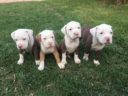Our xl bullies are truly some of the best dogs in the xl community, we have been breeding these huge monster pits now for about 11 years and still one of the top kennels 11 years later. Pitbulls For Sale Gauteng Cheap Buy Online
